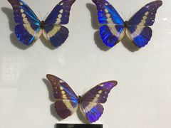 -上海昆虫博物馆