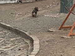 -哈尔滨北方森林动物园