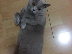 -邢大夫动物医院