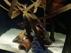 -悉尼海洋生物水族馆