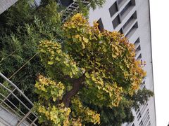 -四川大学(望江校区)