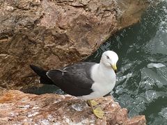 -海驴岛(荣成市)