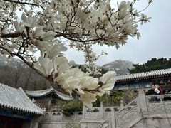 -青岛崂山太清宫