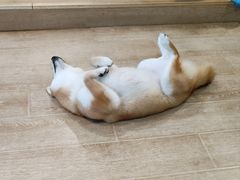 -南京Hallo宠物乐园·哈罗犬舍·柴犬繁育基地