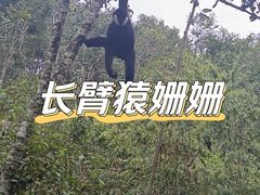 -普洱太阳河森林公园