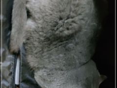 -芭比堂动物医院·心脏专科·夜诊·吉雅分院