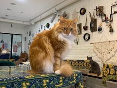 -平行世界·猫咖(首经贸店)