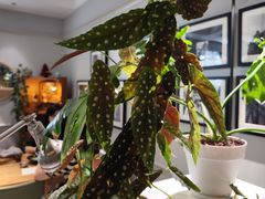 -一尺花园(安和花园店)