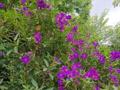 -云溪植物园