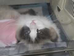 -瑞派名望志远动物医院·猫科·內科·异宠专科(直港大道店)