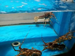 -郑庄脂渣海鲜楼(九水路店)