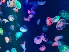-海合安成都极地海洋公园