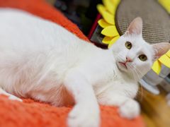-momokira米努特·德文卷毛猫·棉花面纱犬