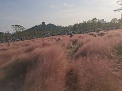-王借岗森林公园