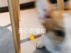 -汪说·狗咖(旺城大厦店)