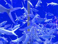 -成都浩海立方海洋公园
