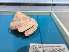 -青岛贝壳博物馆