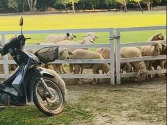 -清迈丛林飞跃 JungleFlight