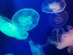 -成都浩海立方海洋公园