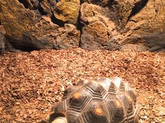 -绿色星球动物主题公园