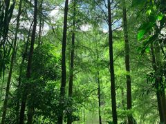 -深圳仙湖植物园