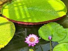 -国家植物园南园