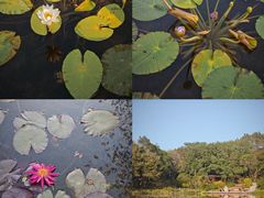 -云溪植物园