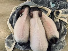 -浣熊柯尔鸭土拨鼠·电玩咖
