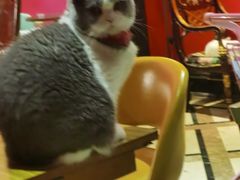 -猫色咖啡·猫咖