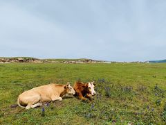-空中草原