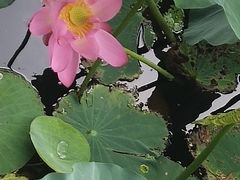 -长春市南湖公园