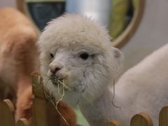 -藦茜花园宠物主题亲子互动体验馆(国顺东路店)