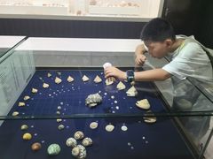 -青岛贝壳博物馆