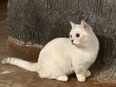 -猫猫幼稚园·撸猫·桌游·电玩