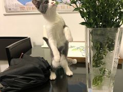 -东方名猫馆·英短金渐层布偶猫舍(环线广场1号楼店)