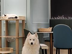 -安格丽娜·狗咖·猫咖羊驼咖(春熙路百盛商场店)