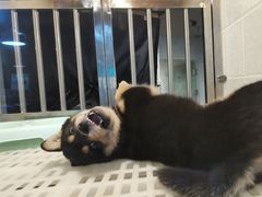 -1013 PET SHOP 宠物商店(近铁城市广场店)