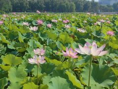 -莲花池公园