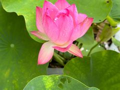 -陈家山荷花公园