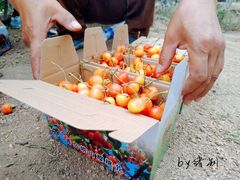 -北宅大永樱桃采摘基地(崂山总部)