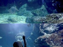 -暹罗海洋世界