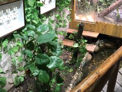 -上海大自然野生昆虫馆(东方明珠·爬宠昆虫探索中心)