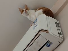 -猫咪派对(江南西店)