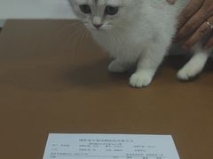 -天使宠物医院·犬猫分诊(彩虹店)
