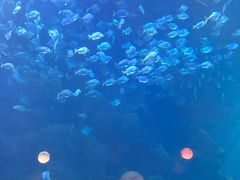 -邯郸海洋世界