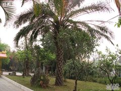 -瑞丽独树成林风景区