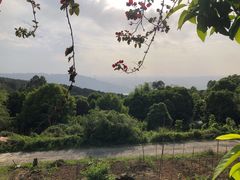 -金水泊山庄·花椒鸡(铁山坪店)