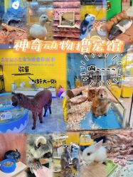 -神奇动物撸宠馆·羊驼·小浣熊·异宠(豫园店)