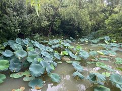 -青枫公园