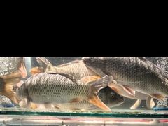 -阿五黄河大鲤鱼(海尚店)